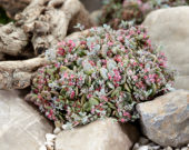 Sedum SunSparkler® xSedoro Blue Elf Sedum SunSparkler® xSedoro Blue Elf