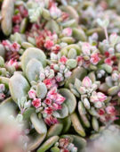 Sedum SunSparkler® xSedoro Blue Elf Sedum SunSparkler® xSedoro Blue Elf
