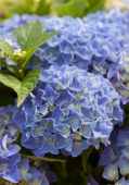 Hydrangea macrophylla Blue Boogiewoogie ®