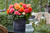 Begonia AmeriHybrid® Picotee Lace Apricot, Lace Pink Begonia AmeriHybrid® Picotee Lace Apricot, Lace Pink