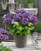 Hydrangea macrophylla Forever and Ever purple