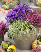 Carex EverColor® Everoro Carex EverColor® Everoro