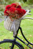 Bloemen in fietsmand