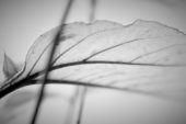 Still life of leaf