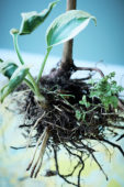 Still life plant roots