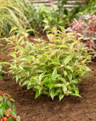 Leucothoe fontanesiana Makijaz