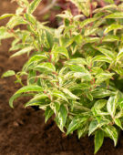 Leucothoe fontanesiana Makijaz