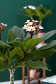 Plumeria Hawaiian