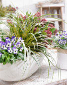 Carex EverColor® Everglow Carex EverColor® Everglow