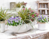 Carex EverColor® Everglow Carex EverColor® Everglow