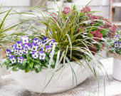 Carex EverColor® Everglow Carex EverColor® Everglow