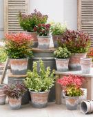 Heester collectie