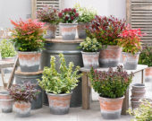 Shrub collection