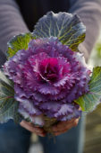 Hands holding ornamental cabbage