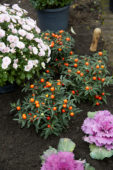 Het planten van Solanum pseudocapsicum