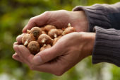 Hands holding crocus bulbs