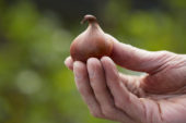 Hand holding tulip bulb