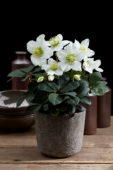 Helleborus niger Christmas Carol