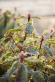 Photinia serratifolia Pink Crispy