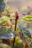 Photinia serratifolia Pink Crispy