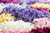 Hyacinthus colour mix