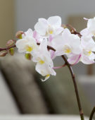 Phalaenopsis Blush Pink Wild Orchid