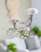 Tillandsia, hanging jellyfish