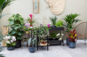 Howea forsteriana, Alocasia × amazonica Polly, Adiantum raddianum Fragrantissimum, Codiaeum variegatum var. pictum Excellent, Monstera, Fittonia, Phalaenopsis, Sansevieria, Guzmania
