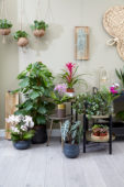 Monstera, Phalaenopsis, Alocasia × amazonica Polly, Fittonia, Pilea peperomioides