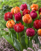 Tulipa Red and Orange Princess, World Bowl