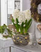 Hyacinthus white
