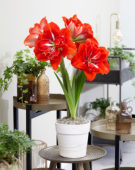 Hippeastrum Happy Nymph® Hippeastrum Happy Nymph®