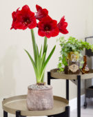 Hippeastrum Premiere® Hippeastrum Premiere®