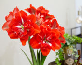 Hippeastrum Happy Nymph® Hippeastrum Happy Nymph®