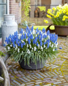 Muscari Marleen, Siberian Tiger® Muscari Marleen, Siberian Tiger®