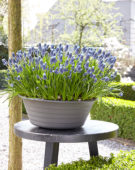 Muscari Night Eyes® Muscari Night Eyes®