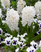 Hyacinthus White Hopman