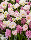 Voorjaarsbloemen mix