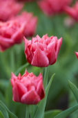 Tulipa Caravaggio