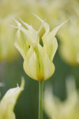 Tulipa Green Dance