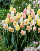 Tulipa and Narcissus mix