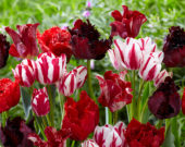 Tulipa mix red and white 1