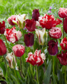 Tulipa mix