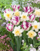 Tulipa Affaire, Narcissus Sweet Desire