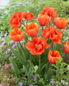 Tulipa Triple A, Queensday