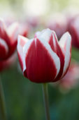 Tulipa Armada