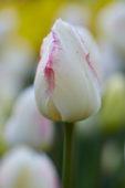 Tulipa Blushing Girl