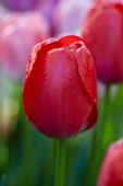 Tulipa Red Pride