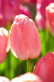 Tulipa Pink Pride
