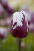 Tulipa Rems Favourite